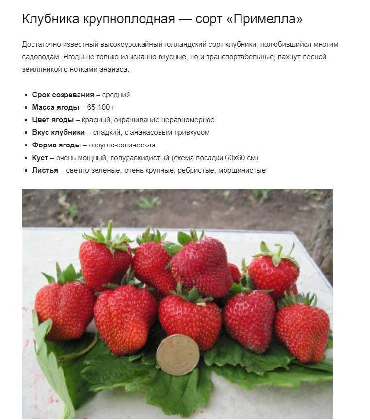 Вкусный морс из облепихи - рецепт, особенности приготовления и рекомендации :: syl.ru